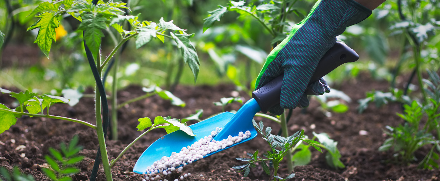 Tomato fertilizer