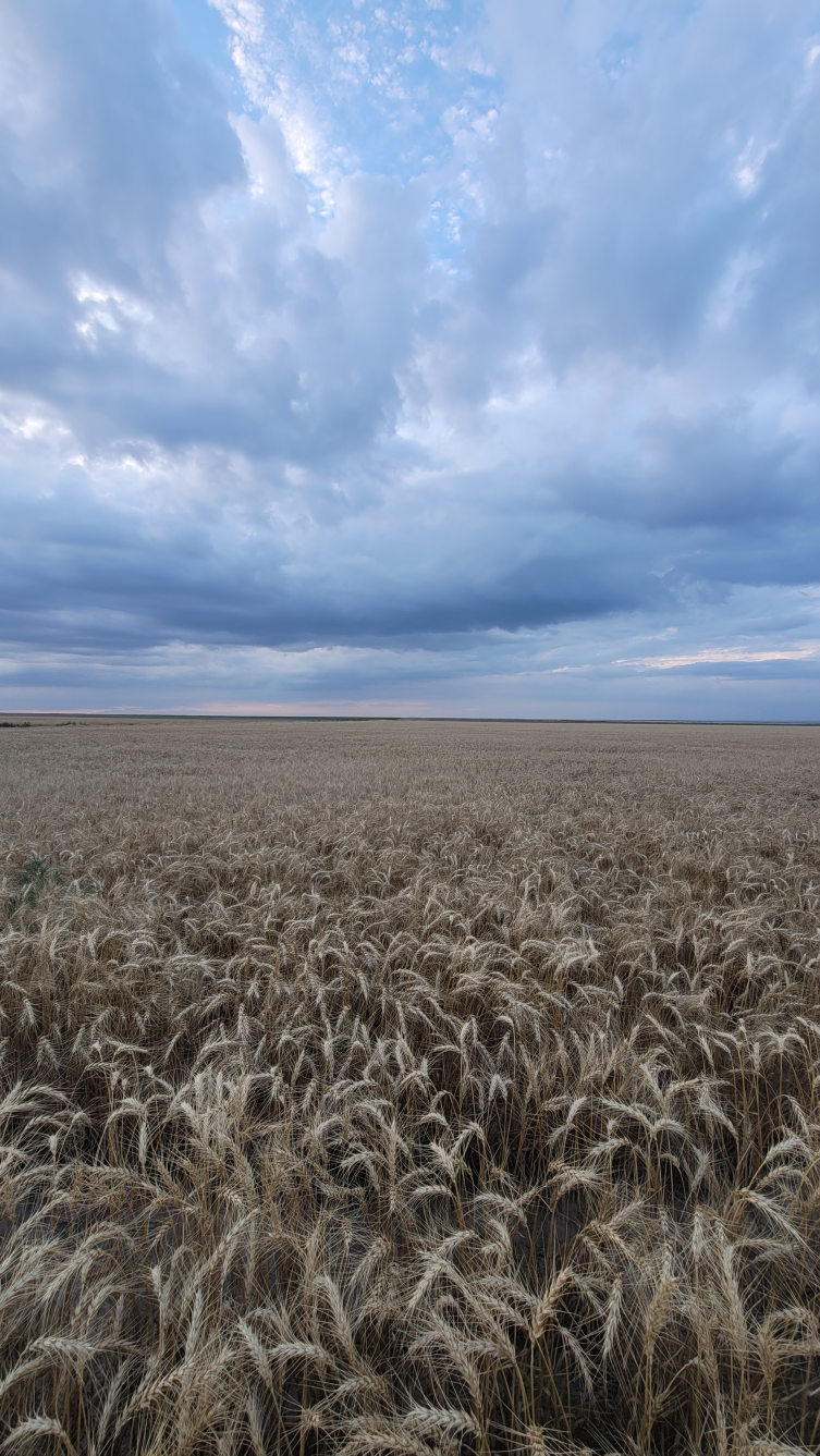 Kansas wheat field