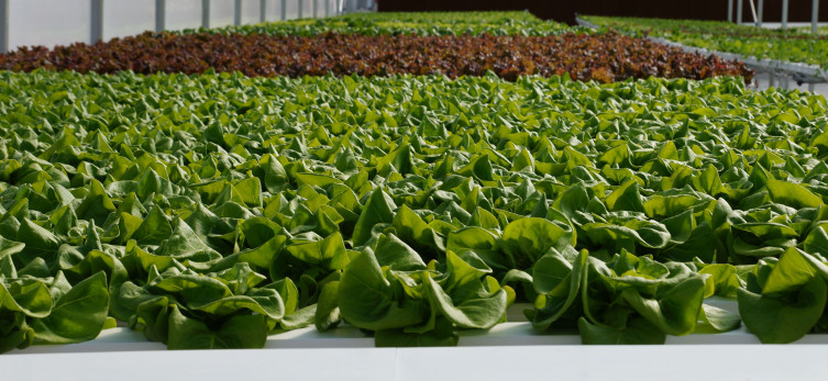 4B Farm Hydroponic lettuce in Kansas