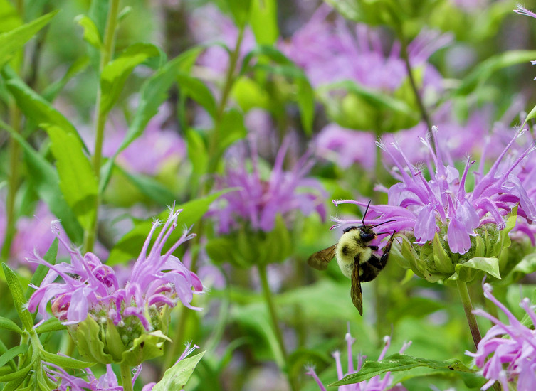 bee balm wild bergamot in Kansas