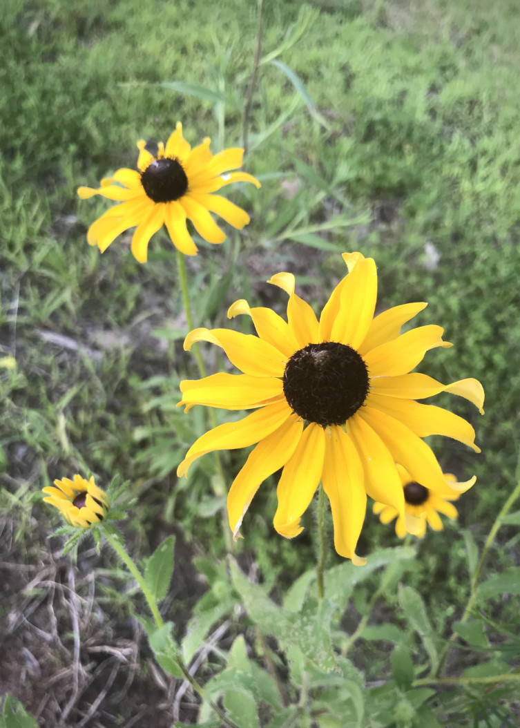 Black-eyed Susan in Kansas