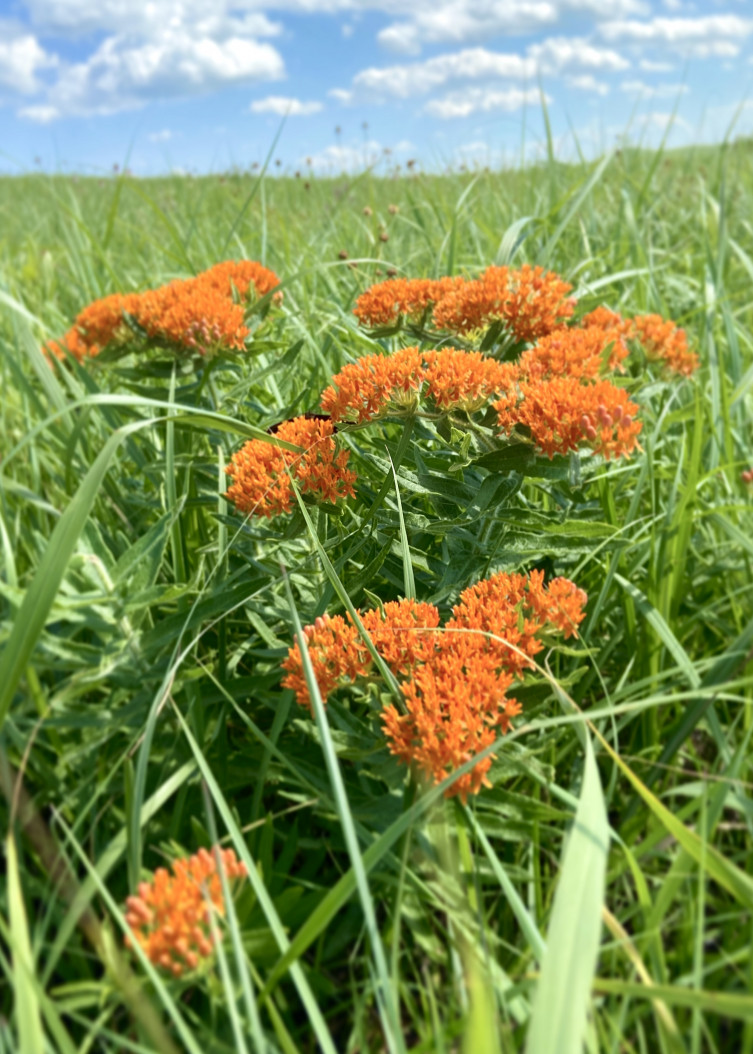 Butterfly Milkweed in Kansas