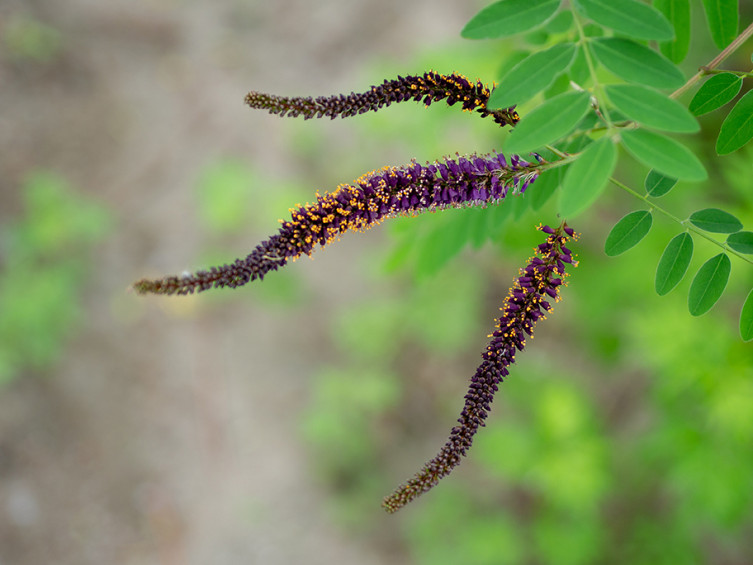 False Indigo in Kansas