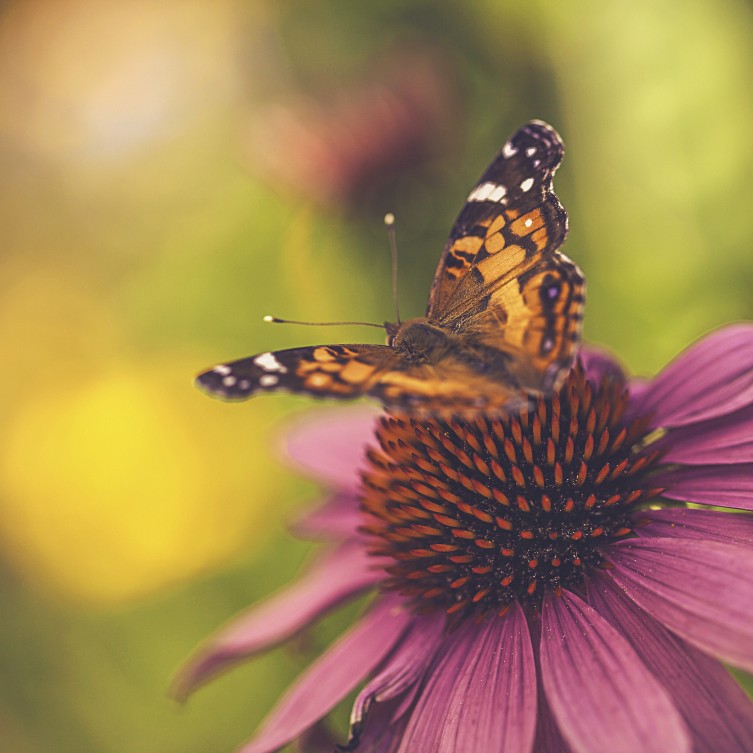 Butterfly Pollination