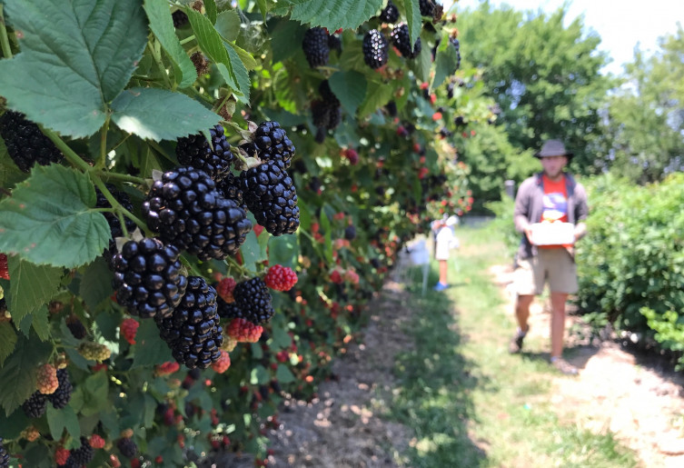 Elderslie Farm - You Pick Blackberries near Wichita