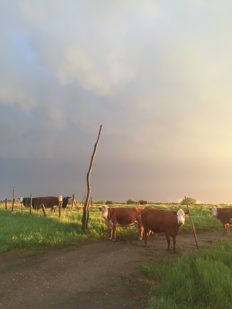 Pagel Family Farm Cattle