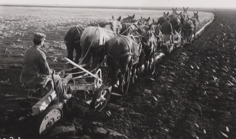 KFB historic photo horse plow