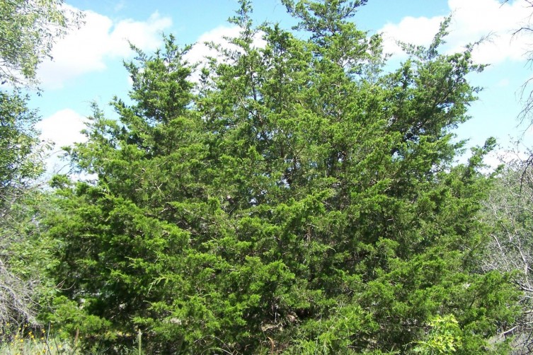 Invasive Eastern Red Cedar