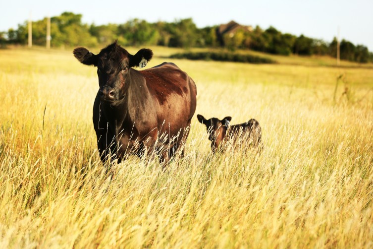 Kohman Meats black angus