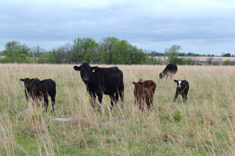 typical day cattle