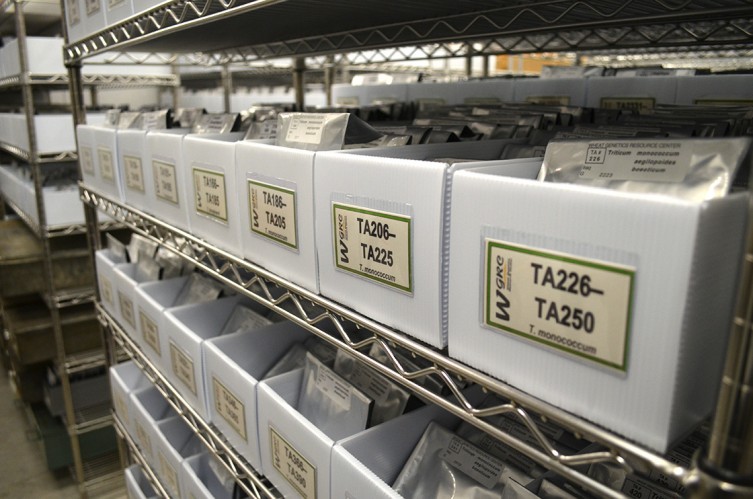 kansas wheat gene bank