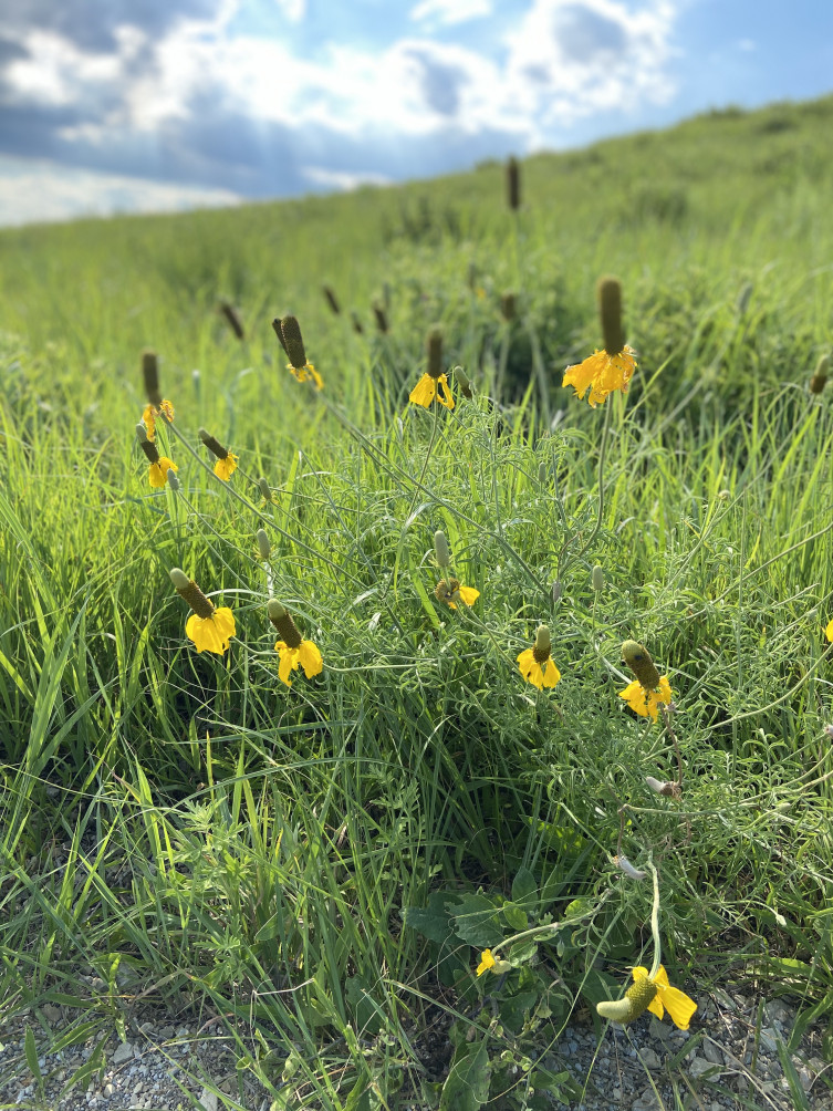 prairie coneflower in Kansas