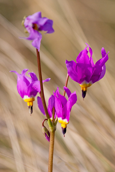 Shooting Star Wildflower in Kansas