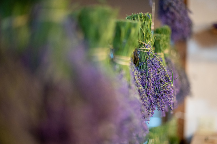 Dried lavender