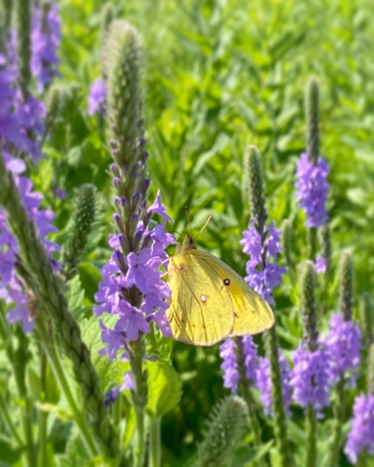 Wooly Verbena in Kansas