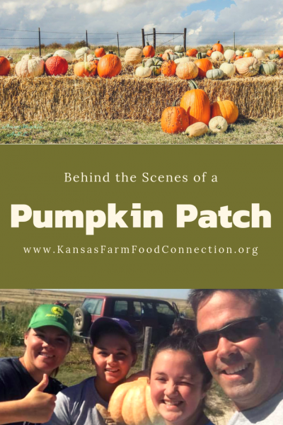 Behind the Scenes of a Pumpkin Patch share