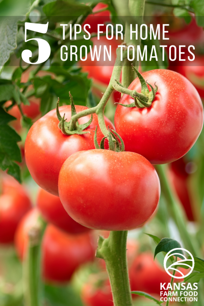 How to Grow the Perfect Home Grown Tomatoes