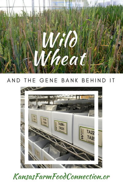 Gene bank for wild wheat