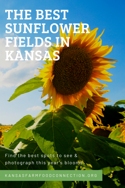 where sunflowers are in Kansas