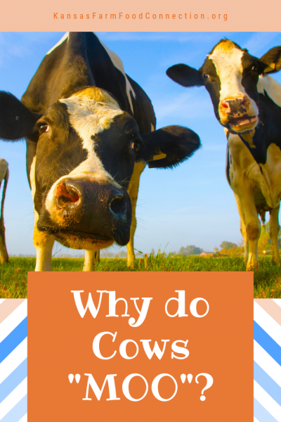 Why Cows Moo - Fun Farm Trivia