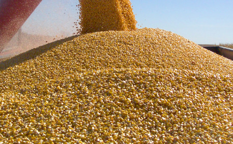 Corn Harvest