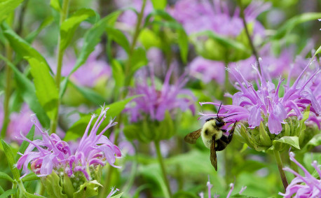 bee balm wild bergamot in Kansas