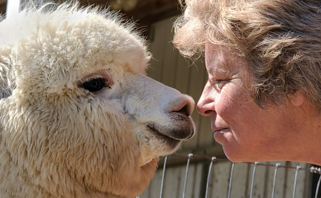 Manna Meadows Alpaca Farm