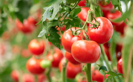 How to grow your own tomatoes