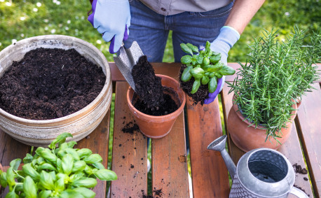 Tips to Grow Herbs - Planting Basil