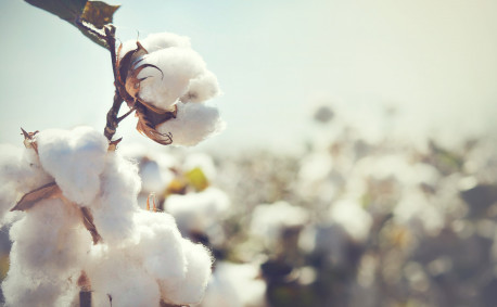 Cotton growing in field