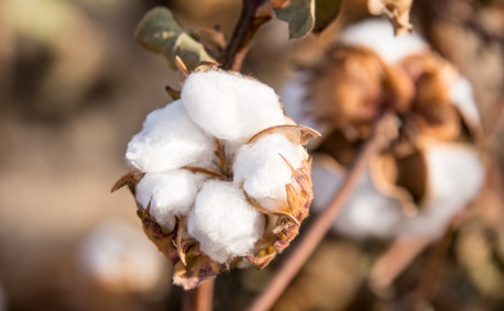 Cotton plant