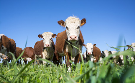 Hereford beef cattle grazing