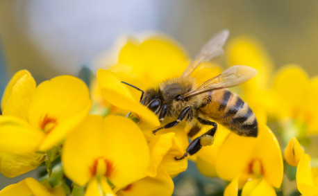 Bee Pollinator