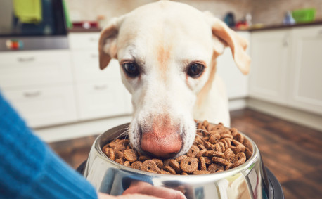 Grains in pet food