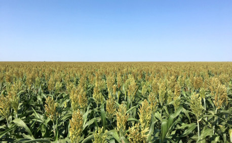 Field of sorghum