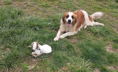 OAT Livestock guard dog