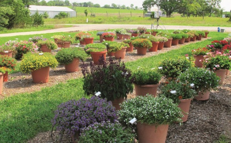 Potted Produce