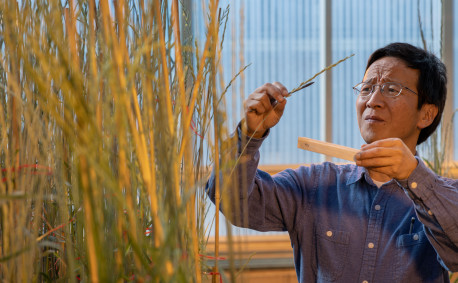 Shuwen Wang at the Land Institute Perennial Wheat Greenhouse