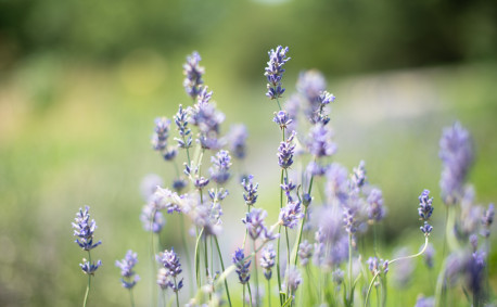 Lavender bloom in Kansas