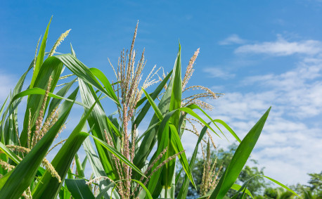 Crop Pollination