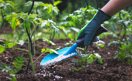 Tomato fertilizer