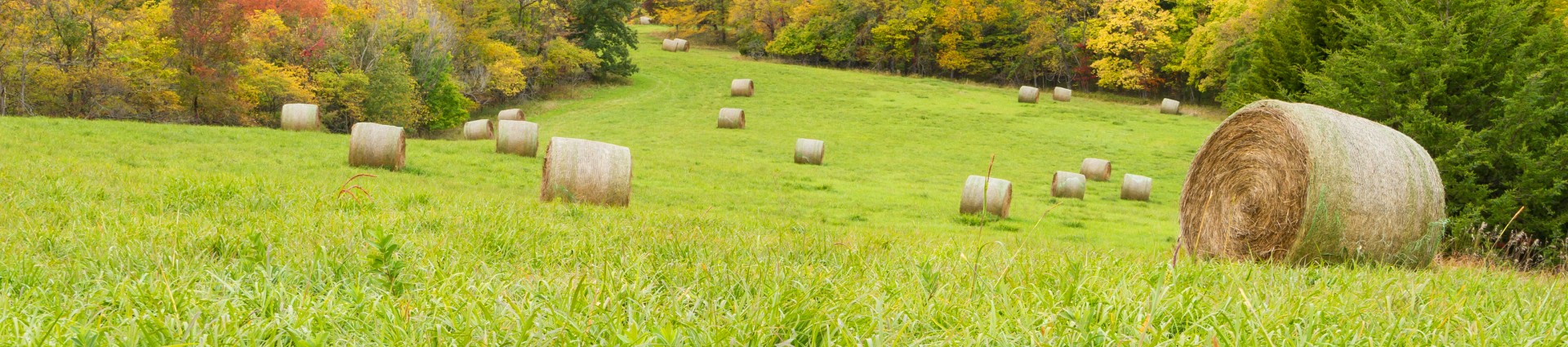 A field with rolled hay bales