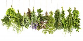 10 Herbs to Cook With